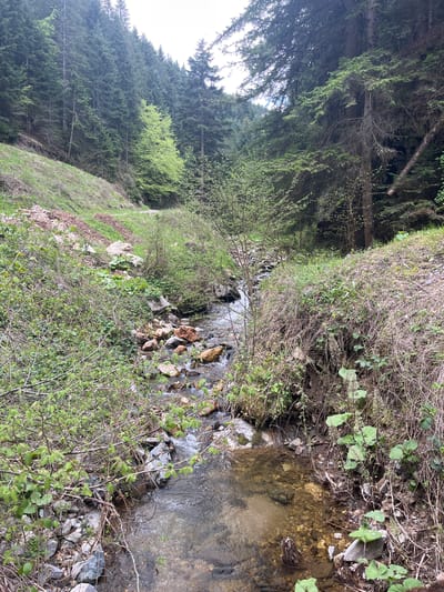 The image shows a small stream flowing through a forested area in Drianovo, Bulgaria. The stream bed is rocky and the water is clear. Dense vegetation, including trees and bushes, lines the banks of the stream. The trees on the left side of the image form a dense forest. The ground is covered with grass and vegetation.