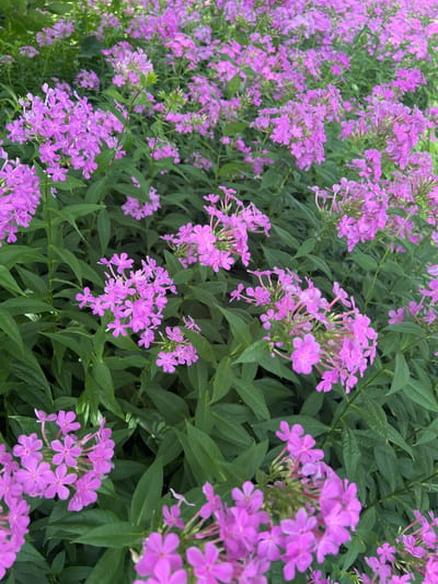 A close-up, eye-level, vertical shot captures a dense cluster of vibrant pink phlox flowers interspersed with lush green foliage. The flowers, each with five delicate petals, are arranged in conical clusters at the top of slender stems. The leaves are elongated and pointed, with visible veins. The background is a soft blur of more flowers and greenery, suggesting a garden or natural setting. The image was taken on April 30, 2024, in Columbia, United States of America.