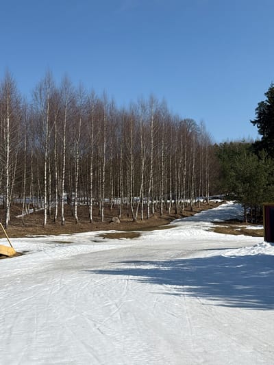 The scene depicts an outdoor landscape in Oleshkovo, Russia, under a clear, cloudless blue sky. The environment suggests late winter or early spring, characterized by melting snow and visible patches of dry, brown ground. In the foreground, a mostly snow-covered area shows multiple linear impressions in the snow, consistent with tracks or grooming marks. Patches of brown earth are visible beneath the melting snow. A light-colored wooden structure, possibly a ramp or barrier, is partially visible on the far left. Long, distinct shadows are cast from the right across the snowy ground.
The midground is dominated by a dense line of numerous deciduous trees, primarily birches, with prominent white bark and bare branches. These trees stand on a slightly elevated area, behind which additional patches of snow and brown ground are observable. A large, grey boulder is positioned among these birch trees. To the right of the birch line, a snow-covered path or clearing, bordered by partially melted snow and exposed earth, extends into the distance, leading towards a denser forest. On the far right midground, a dark red or brown structure, possibly a small building or shed, is partially visible. The background consists of the clear blue sky above the tree canopy. No people, animals, or specific activities are observed in the image.