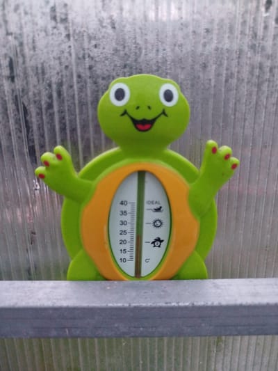 A green, stylized turtle-shaped thermometer is displayed in a somewhat out-of-focus greenhouse. The thermometer's body is shaped like a turtle, with a round head featuring two white-outlined eyes and a smiling mouth with red lips. Its four limbs are extended outwards, with the front limbs raised as if waving. The turtle's shell is depicted as an orange oval, within which a traditional thermometer is embedded. The thermometer scale ranges from 10 to 40 degrees Celsius, with markings for 10, 15, 20, 25, 30, 35, and 40. Between 25 and 30 degrees Celsius, there are symbols indicating ideal conditions: a sun with rays, a droplet of water, and a bird. The thermometer itself shows a reading around 22 degrees Celsius. The background of the image is the corrugated plastic wall of the greenhouse, which is somewhat dirty and textured. A grey metal bar is visible in the foreground, running horizontally across the bottom of the frame. The overall lighting suggests it is daytime, and the setting is likely a garden or agricultural structure in Belarus. There is no visible activity or event taking place, as the focus is on the thermometer itself. The visible text on the thermometer is "IDEAL" and "C°".