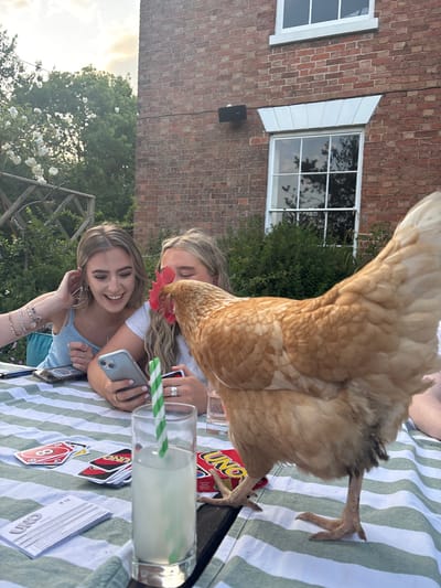 Two young women play cards at a picnic table. A large chicken is perched on the table, its head near one of the women. A glass of lemonade with a striped straw, Uno cards, and phones are visible on the table. A brick building with white windows and a bush are in the background. The picnic table is covered with a green and white striped blanket.