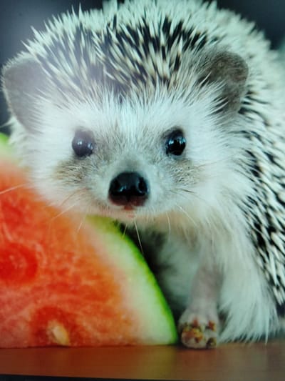 The image shows a close-up of a hedgehog positioned next to a slice of watermelon. The hedgehog has dark eyes, a dark nose, and spines that are a mix of white and black. Its fur is light gray and white. The watermelon slice is red with visible seeds and a green rind. The hedgehog's front paw is visible and appears to have some reddish-brown coloration. The scene is lit from above, casting a slight shadow on the surface below. The background is dark and out of focus. The image does not contain any information that would place it in Yashkino, Russia, or any other specific geographical location.