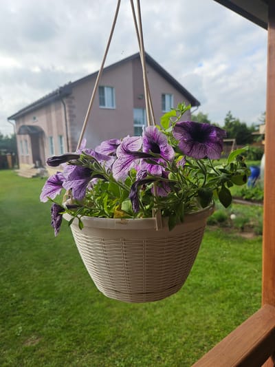 This is a vertical, eye-level, medium shot of a hanging basket overflowing with purple petunias. The basket is made of a white, woven material and is suspended by a light-colored rope. The petunias are a deep purple with darker, almost black veins, and they cascade downwards.

The background features a blurred view of a house, possibly a dacha, with a beige-pink facade and several windows. Beyond the house, a lush green lawn is visible, hinting at a summer day. The sky above is partly cloudy, with patches of blue peeking through the white clouds. A wooden beam runs across the top of the frame, suggesting the basket is hanging from a porch or a similar structure.

The lighting indicates it's daytime, likely late morning or afternoon, given the brightness of the scene. The overall impression is one of a peaceful, rural setting, possibly in Gornye Moriny, Russia, where such hanging baskets are common adornments for homes and gardens. There is no text visible in the image. The focus is on the vibrant purple flowers and their natural surroundings.