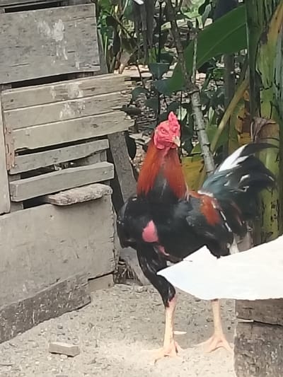 A red and black rooster stands on a light-colored gravel surface in Tanohmanyang, Indonesia. The rooster features a prominent red comb and wattles, a red hackle, and primarily black body plumage with reddish-brown accents on its wings. Pinkish skin is visible beneath its wings. Its light-colored legs and feet are visible on the ground. To the immediate left of the rooster is a structure composed of stacked, weathered wooden planks or slats, with a gray concrete or stone block partially visible at its base. The background consists of dense green foliage, including broad leaves consistent with banana plants, and several slender plant stalks. A white, undefined object partially obscures the lower right portion of the rooster's body and the foreground. The scene is illuminated by natural daylight.