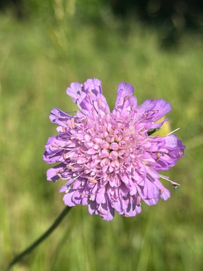 The image features a close-up, top-down view of a single, vibrant purple flower. The flower has a complex structure with numerous delicate petals and stamens radiating from its center. The petals are finely textured, with some appearing slightly ruffled or curved. Tiny brown specks, likely pollen or parts of insects, are visible on the petals and within the flower's center. A single, small, clear droplet, possibly dew or rainwater, is perched on the tip of one of the flower's upper petals, catching the light.
The background is a soft, out-of-focus blur of green, suggesting a natural, outdoor setting like a garden or meadow. The lighting appears bright and natural, indicative of daytime, likely with the sun illuminating the flower from above, creating subtle shadows on its petals. There is no visible text in the image. The overall impression is one of natural beauty and delicate detail, focusing on the intricate structure of the flower.