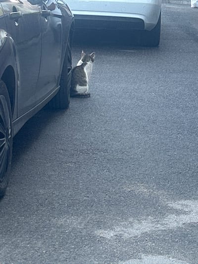 In Posyolok Imeni Morozova, Russia, a calico cat sits on asphalt near the side of a dark-colored car. The cat faces away from the camera, with its head turned to its right, revealing its white chest and paws. The car's black tire is visible, as is its dark grey body. A portion of a white vehicle is visible in the background, with its rear bumper and tire also on the asphalt. The ground appears to be a typical paved street surface.