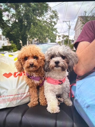 Two small dogs, one a tan poodle and the other a grey mixed breed, sit side-by-side on a black leather surface, likely car seats. Both dogs are wearing harnesses; the tan poodle has a purple harness, and the grey dog has a pink harness. Behind them, a large white bag with red hearts and text is visible. The background shows a residential street with trees, houses, and power lines, consistent with the town of Yarmouth, Massachusetts, United States of America. The sky is overcast. A portion of a person's arm and shoulder, wearing a burgundy shirt, is visible on the right side of the frame.
