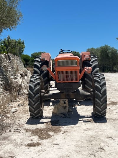 An adult dog, a light-colored medium-sized breed, lies on a dirt path beneath the chassis of an orange tractor. The dog is positioned centrally in the frame, facing forward with its head slightly tilted. The tractor has large, deeply treaded tires. The background consists of olive trees and a rocky, uneven terrain. The sky above is clear and blue. The location is a rural area outside of Noto, Italy.