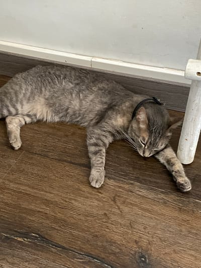This media file features a tabby cat lying on a wooden floor. The cat is gray with dark stripes and is wearing a black collar with a small embellishment. It is stretched out on its side, with its head resting on its extended front paw. The cat appears relaxed and possibly asleep.
The scene is indoors, with a white wall and trim visible to the left of the cat. A light-colored, possibly wooden, object extends from the top left corner of the frame, partially obscured by the cat. The lighting suggests it could be daytime, but no specific time can be determined. There are no clear indicators of weather or strong emotions beyond relaxation. The floor is made of wooden planks with a visible grain pattern. The setting appears to be a domestic indoor space, potentially a home. No text is visible in the media file. The provided location context of "Mas De Moregons, Spain" suggests the general geographical area of the image.