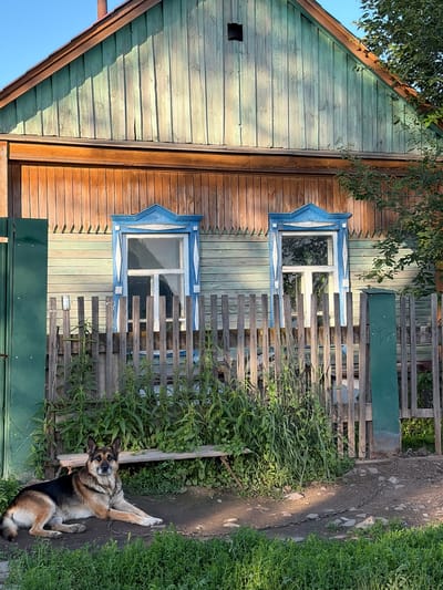 A German Shepherd is lying on the ground in front of a wooden fence and an old wooden house. The house has green siding and wood trim around the windows. The fence is made of weathered wooden pickets. There is lush green vegetation growing along the fence. The dog is chained to a metal ring on the ground. The scene is set during the daytime. The image appears to be taken in a rural area. The location is the city of Skovorodino, Russia.