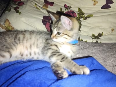 A tabby kitten with a blue collar is lying on a blue blanket, which is on top of a patterned fabric with images of flowers and butterflies. The kitten is facing to the right, with its head slightly raised. Its front paws are resting on the blanket, and its hind legs are tucked underneath its body. The background is blurry, but it appears to be a room with soft furnishings. The kitten is the main subject of the image, and its relaxed posture suggests it is comfortable and at ease. This image was taken in Manhush, Ukraine.