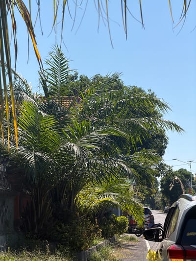 This is a medium shot, eye-level photograph taken on a sunny day in Kubu, Indonesia. The foreground is dominated by lush green palm fronds from a large palm tree, with some dried yellow fronds hanging from above. To the left, part of a gray textured wall is visible. In the middle ground, more palm trees and dense green foliage create a tropical atmosphere. Beyond the trees, a road is visible, with a person on a motorcycle wearing a gray tank top and a dark baseball cap. The person is looking to the left. To the right of the road, there's a light-colored SUV, partially obscuring the view of the motorcycle rider. The road is lined with trees and a street light can be seen in the distance. The sky is a clear, bright blue.
