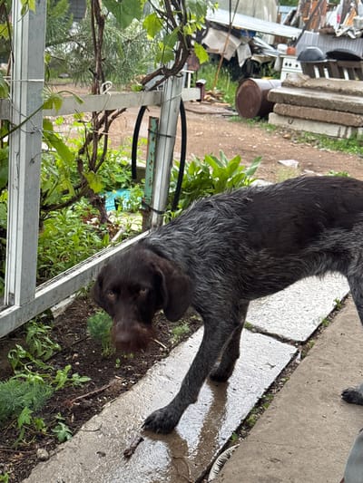 A dark-haired, wiry-haired dog stands on a wet concrete path in what appears to be a yard. The dog is facing forward and slightly to the left, with its head lowered. The dog's fur is a mix of dark brown and gray. Behind the dog, there is a metal fence with green foliage growing on it. In the background, there are piles of debris, including what looks like scrap metal and construction materials. The ground is damp, suggesting it has recently rained. The environment appears to be rural or semi-rural. The specific location in Ptichnik, Russia is not discernible from the image itself, but the context provided implies this is the setting.