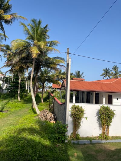 The image depicts a bright, sunny day in Maggona, Sri Lanka, with a clear blue sky. A row of mature palm trees with lush green fronds dominates the left side of the frame, some leaning towards the right. In the foreground, vibrant green grass and ground cover create a verdant landscape. A white-walled building with a prominent orange tiled roof is visible on the right, featuring dark-paned windows and white columns. Two distinct clumps of bamboo-like plants, with their golden stalks and dense green foliage, are planted in front of the white wall. A grey concrete wall with a red-capped top runs along the edge of the property, separating it from the green lawn. A wooden utility pole with black wires stretches across the upper portion of the image, intersecting the sky. To the right of the palm trees, a pile of cut logs and branches rests on the grass. In the distance, glimpses of other buildings and the ocean can be seen through the palm trees.