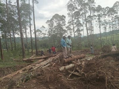 The image shows a scene in Moticho ward, Kenya, likely depicting the aftermath of deforestation or logging.
Environment: The landscape is dominated by tall, thin trees, possibly eucalyptus, with sparse foliage at the top. In the background, there is a rolling, green hillside. The foreground is covered in freshly disturbed, dark brown soil mixed with a jumble of tree trunks, branches, and exposed root systems.
People: Several individuals are present. Two men stand on top of a large log in the center of the frame. One wears a blue plaid shirt and light-colored pants, and the other wears a light green shirt and dark pants. Further back, at least four other individuals can be seen. One is wearing a red shirt. Two women are present, and they both have pale beige clothes.
Objects: Besides the trees, the most prominent objects are the felled logs, branches, and root systems scattered across the ground.
Actions/Interactions: It's unclear what the individuals are doing, but they appear to be surveying the area. It's possible they are involved in the logging operation or assessing its impact.