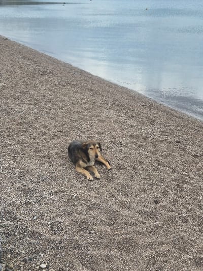 The image displays a coastal scene within the Municipal Unit of Loutraki - Perachora, Greece. A medium-sized dog, exhibiting a predominantly dark brown coat on its back with tan markings on its face, chest, and legs, lies prone on a pebble beach in the midground. Its head rests on its extended front paws, with its eyes appearing partially closed. The beach, composed of uniformly small grey and beige pebbles, occupies the lower two-thirds of the frame, sloping gently towards a calm body of light blue-grey water in the upper background. The water's surface reflects the sky, showing faint cloud patterns. Several distant objects, including a yellow spherical buoy and two smaller, dark, elongated shapes, are visible on the water towards the horizon. No other individuals or significant actions are depicted.