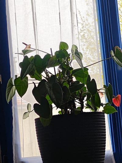 The image shows a potted Anthurium plant with heart-shaped leaves and red and pink flowers, positioned in front of a window. The window has a sheer white curtain and a blue frame. Light filters through the curtain, illuminating the plant. The location is in Aumetz, France, based on external information.