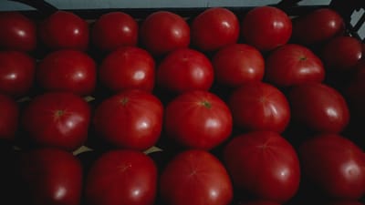 A close-up, overhead shot shows a large number of ripe, red tomatoes arranged in a grid pattern within a dark crate. The tomatoes are uniformly red with a glossy skin, and some show subtle variations in shape. The lighting creates shadows that emphasize the roundness of the fruit. The image does not contain any information that would allow for determination of a location within Kaka, Turkmenistan.