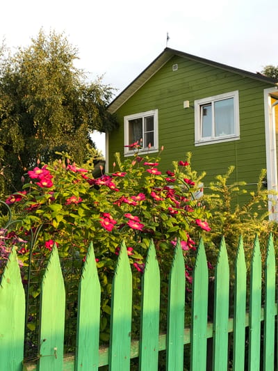 The image depicts a vibrant green wooden picket fence in the foreground, with pointed pickets. Behind the fence, a lush green bush is adorned with numerous bright pink clematis flowers in full bloom. A mature tree with green foliage stands to the left, partially obscuring a bright green, horizontally sided house. The house has a dark roof and two white-framed windows visible on its facade. The sky above is overcast. The scene appears to be outdoors in a garden setting, likely within the grounds of the Красная Пресня Снт, Russia.
