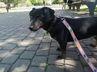 A medium shot depicts a black dog with brown markings and a distinctive pink leash with cartoon dog designs standing on a gray brick-paved ground. The dog has a dark leather collar with metal studs and a visible green tag. It appears to be on a sunny day, casting shadows on the pavement. In the background, there are benches and blurred figures of people in a park setting. The photograph appears to be taken in Pardubice, Czechia.
