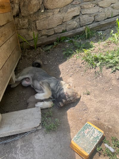 The image depicts an outdoor scene in the city of Berd, Armenia. A medium-sized dog with grey and light brown fur is lying on the ground next to a wooden doghouse. The doghouse is positioned against a stone wall. The ground is composed of dirt and small stones, with some patches of grass and weeds growing in the vicinity. A metal chain is attached to the dog's collar and secured to a wooden plank near the doghouse. To the right of the dog, a yellow plastic container with a green lid, likely a food or water bowl, is present on the ground. The overall environment appears to be a rural or semi-rural setting, characteristic of the outskirts of Berd. The lighting suggests it is daytime, with sunlight casting shadows.