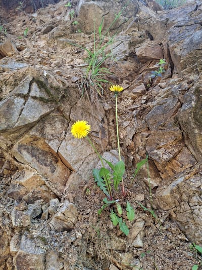The image presents a close-up, slightly tilted view of a rugged, rocky surface, likely a natural embankment or rock face. The dominant subjects are two vibrant yellow dandelions, each featuring a long green stem and characteristic lobed green leaves. One dandelion bloom is prominently positioned towards the lower center of the frame, while the other appears further up and to the left.

The background consists of an intricate pattern of rocks in various earthy tones, including browns, grays, and reddish hues. These rocks display distinct cracks, fissures, and stratified textures, indicating a natural geological formation. Interspersed among the rocky structures are patches of dark soil, small gravel, and sparse clusters of green grasses and other small herbaceous plants, which find purchase in the crevices and pockets of earth. Some areas of the rock surface also exhibit faint traces of moss or lichen.

The scene is brightly lit by natural light, suggesting it is daytime. There is no human activity taking place, nor is any visible text present. The image captures a testament to nature's resilience, with plants thriving in a seemingly harsh environment in Zverino, Bulgaria.