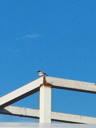 A small bird with black and white plumage perches on the edge of a weathered, white metal structure against a clear blue sky. The bird is facing to the right, with its head slightly tilted. The metal structure appears to be part of a roof or a similar outdoor fixture, showing signs of rust and peeling paint. In the upper portion of the sky, there are two small, indistinct dark spots. The overall scene is outdoors, with no discernible urban or natural landscape visible, and no information is provided about the city of Bayet, Kyrgyzstan.