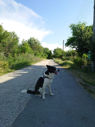 An outdoor scene captured in bright daylight features a black and white dog resting on an asphalt road. The dog, possibly a Border Collie mix, is seen from a slightly elevated perspective, sitting on its haunches with its tongue playfully extended, looking upwards and to the left. It wears a dark collar with the text "DYNAMIC COLLAR" partially visible.
The setting depicts a narrow, cracked asphalt road that gently curves and ascends. Both sides of the road are bordered by abundant, vibrant green vegetation, including various trees, bushes, and wildflowers, some with red blossoms resembling poppies or roses. An electricity pole with multiple wires extends across the upper left portion of the frame, reaching towards a clear, bright blue sky with scattered white clouds. To the right of the road, a green metal box or cabinet is visible amidst the dense foliage.
Strong sunlight casts distinct, elongated shadows of the dog and surrounding greenery onto the road, suggesting it is either mid-morning or afternoon. The overall atmosphere is serene and natural, depicting a peaceful moment on a rural or semi-rural path, likely in Sofronievo, Bulgaria. The dog appears relaxed and content in the sunny weather.