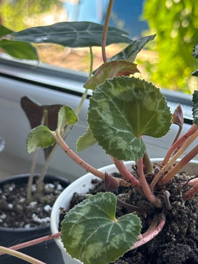 The image shows a close-up view of a potted plant with heart-shaped, green and silver variegated leaves. The plant has pinkish-red stems and is growing in dark soil. In the background, out of focus, are other plants, a windowsill, and a blurry view of greenery and sky through a window. The location is not specified in the image or metadata.