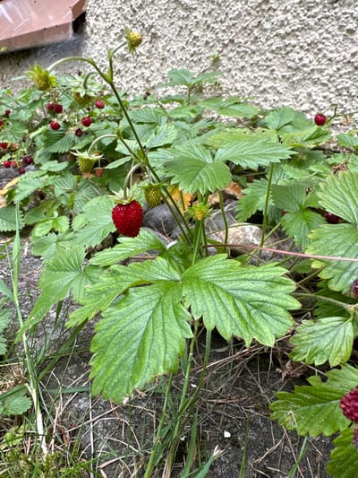 The image displays a patch of wild strawberry plants growing near a textured, light-colored wall, likely made of concrete or stucco. The plants are lush and green, with several red strawberries visible, along with some unripe green berries. The ground beneath the plants consists of gray concrete or paving stones and dry grass. The scene is outdoors and appears to be in a garden or natural setting within a residential area. The location is identified as Wald (ZH), Switzerland, suggesting an urban or suburban environment. There are no people or animals depicted in the image.