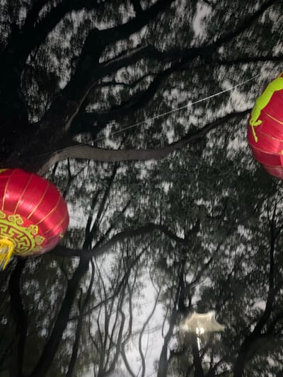 The image, captured in Yanqiao, China, presents an upward view into a dense tree canopy at dusk or night. The scene is dominated by dark, intricate tree branches and blurred foliage silhouetted against a lighter, diffused sky. Two red Chinese lanterns are visible: one in the lower-left foreground features prominent gold/yellow traditional patterns and a yellow tassel, while a second, partially visible lantern in the upper-right exhibits red fabric with bright green/yellow design elements. A thin, light-colored wire or string is strung horizontally through the upper-middle section of the image, appearing to connect or pass near the lanterns. A faint, blurred light source is present through the foliage in the lower-right portion of the frame. No individuals or specific actions are discernible.
