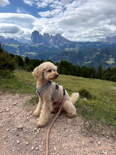 An overcast sky with white clouds above a mountain range with sharp peaks. In the foreground, a light-colored poodle mix dog with a grey harness sits on a gravel path. The dog faces right, looking into the distance. Behind the dog is a grassy slope with scattered green trees. The mountain landscape stretches into the distance, with layers of green hills and grey peaks under the cloudy sky.