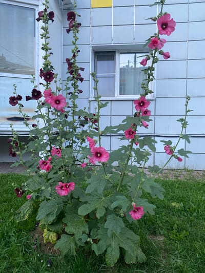 This is a medium-shot, eye-level, outdoor photograph of two tall hollyhock plants in bloom, positioned in front of a modern building with light blue tiled siding. The plants are in the foreground, with lush green leaves and tall stalks adorned with numerous flowers. The flowers are a mix of vibrant pink and deep maroon hues, with some buds still closed. The building behind the plants features a large window with blinds and a smaller window with a reflected view of what appears to be industrial structures. The ground around the plants is covered in green grass. This scene is located in the city of Goluboye, Russia.