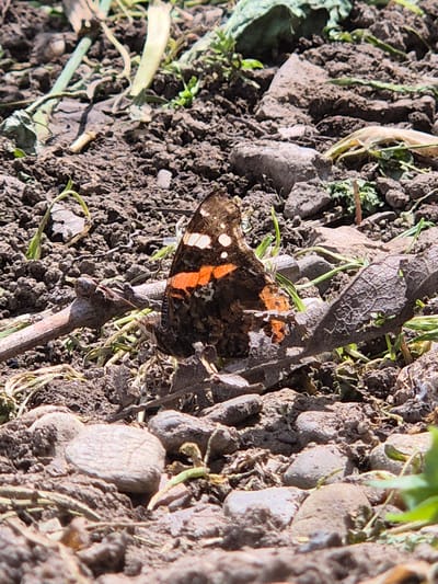 The image shows a butterfly perched on a twig amongst soil, pebbles, and dry vegetation. The butterfly has dark wings with orange and white markings. The background consists of varying textures and colors related to the soil and foliage. The location is not identifiable from the image alone, even with the information that the city is Mechkarevo, Bulgaria.