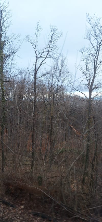 The scene depicts a dense deciduous forest, located near the city of Tsar Kaloyan, Bulgaria, during a period of defoliation (late autumn or winter). The upper portion of the frame shows an overcast, pale blue-grey sky. Transparent, vertical, and angled streak artifacts are present across the sky and upper branches, consistent with reflections or distortions from a transparent barrier. The foreground and midground contain numerous bare tree trunks and branches, primarily dark brown-grey. Green ivy is observed growing on several tree trunks, notably on the far left. The forest floor is covered with a uniform layer of dried, reddish-brown leaves. The background consists of a dense arrangement of similar leafless trees. No human subjects, animals, or man-made structures are visible. Lighting is diffuse.