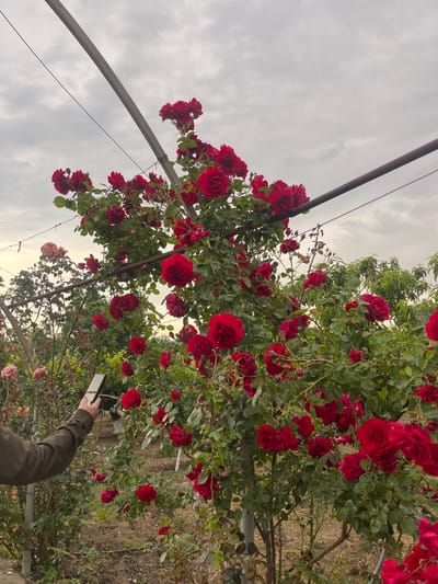 The photograph depicts a rose garden in Miatli, Russia. The viewpoint is from below the rose bushes, looking up through a trellis-like structure supporting the plants. Abundant red roses are in full bloom. The sky is overcast. A person's arm and hand, holding a mobile phone, are visible in the lower right corner of the image. The person is presumably taking a photograph of the roses. The scene is outdoors, with hints of other foliage visible in the background. A metal pole and wire structure are part of the trellis supporting the roses.