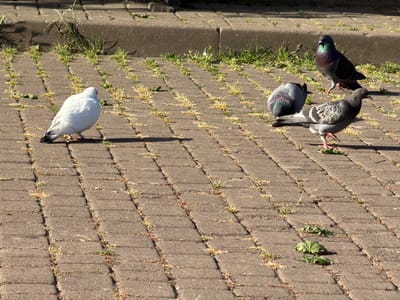 Four pigeons are visible on a paved area in Chop, Ukraine. One pigeon is pure white and is facing away from the viewer. Three other pigeons, appearing to be common rock doves, are also present. One is mostly grey and is standing facing left, with its head turned. Another, also grey, is facing away from the viewer, displaying iridescent neck feathers. The fourth pigeon is a dark grey with iridescent neck and chest feathers, and it is standing and looking towards the left. The ground is paved with rectangular bricks, and there are patches of grass and dried plant matter growing between the bricks. In the background, there is a concrete border and more grass. The lighting suggests it is daytime.