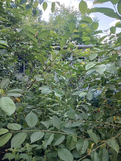 In Guba, Azerbaijan, this image depicts an overgrown garden area, with lush green foliage dominating the foreground. A white building with a grey roof is partially visible behind the dense vegetation, suggesting a residential or utilitarian structure. The building has windows with dark bars, indicating a secure or possibly older design. The overall impression is one of nature reclaiming man-made elements, with a profusion of leaves and branches obscuring a clear view of the structure. The lighting suggests it is daytime, with some sky visible through gaps in the trees, indicating an outdoor setting within a populated area like Guba.