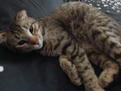 A brown tabby cat is lying on a dark, possibly fabric, surface. The cat is facing the camera, with its head slightly turned to the left. Its eyes are open, and its ears are perked up. The cat's fur is striped with darker brown and black markings. The background is dark and slightly out of focus. There is a small, white, irregular shape in the upper right corner of the image, which may be part of a patterned textile or a light reflection. The image appears to be taken indoors, in what could be a residential setting. The specific location in Tbilisskaya, Russia, cannot be determined from the image alone.