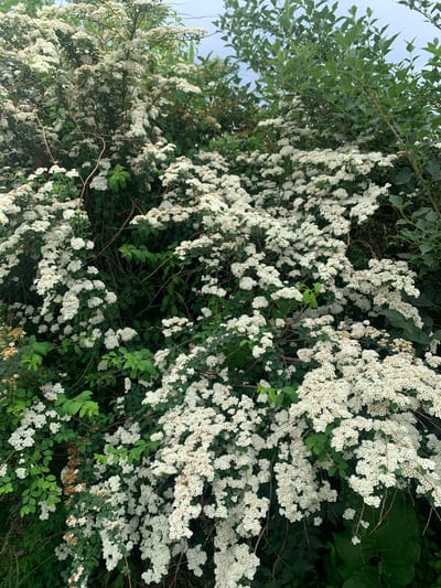 The image depicts a dense, blooming bush covered in small white flowers and green leaves. The bush appears to be growing outdoors, with its branches and foliage filling the frame. The lighting suggests it is daytime, with a soft, overcast sky visible in the upper portion of the image. The scene is natural and undeveloped, with no artificial structures or clear signs of human activity. There are no people visible in the image. The specific location in Kavalerovo, Russia is not indicated by any visual cues within the image itself.