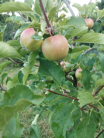 An outdoor, close-up, vertical shot showcases a branch of an apple tree laden with ripe apples and green leaves. The apples are a mix of green and pink, with water droplets clinging to their surfaces. Some leaves are also speckled with water droplets, suggesting recent rain. The background is softly blurred, showing more foliage and a hint of greenery on the ground. The scene is likely situated in Vinkivtsi, Ukraine, given the context.