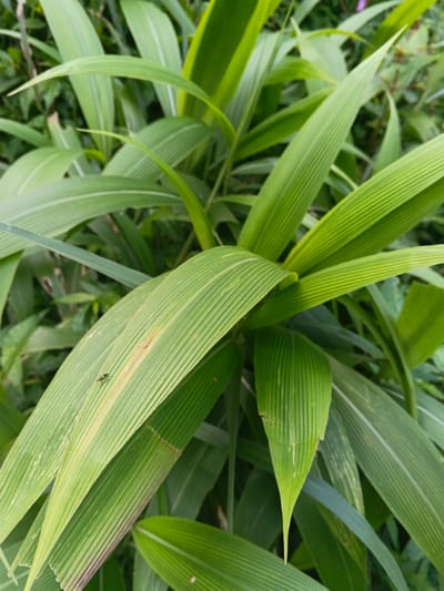 A close-up displays lush green grass with distinct, parallel lines running along the length of each blade. The blades vary slightly in hue, displaying shades of light and dark green. An insect rests on one of the blades, adding a touch of wildlife to the scene. The composition emphasizes the textures and intricate patterns of the grassy foliage, creating a natural and visually appealing image.