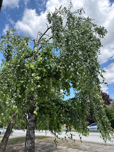 This image captures a daytime scene in Becej Municipality, Serbia, under a blue sky with scattered white cumulus clouds. A large deciduous tree with multiple trunks dominates the foreground and midground. Its bark exhibits a grey and white textured pattern, and the main trunk displays an exposed, light-colored truncation at its apex. The tree is densely covered with green, ovate leaves, many of which exhibit a pendulous growth habit. Beneath the tree are paved surfaces and a street. A white sedan is partially visible on the far left. On the right side of the street, a silver hatchback is parked, oriented toward the right. In the background on the right, dark red-leaved foliage and a building with a red tile roof and a chimney are partially visible. No people are visible.