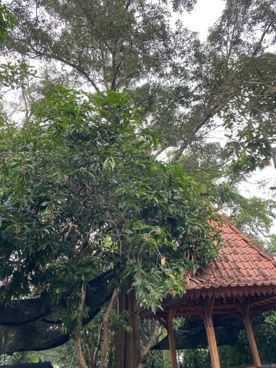 A large tree with dark green leaves, some of which are flowering with small white flowers, grows in a forest clearing. The tree is partially obscured by a black mesh canopy. Underneath the tree is a wooden gazebo with an orange tiled roof. The gazebo has a wooden railing and latticework. The location is near the coordinates -7.826 latitude and 110.816 longitude, which corresponds to a densely wooded area near a residential area in Kecamatan Manyaran, Indonesia.