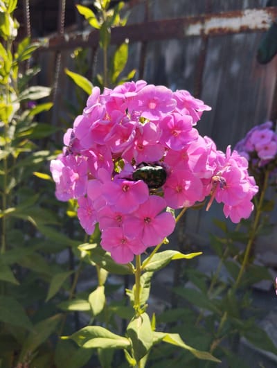 In a sunlit garden in Iskra, Kyrgyzstan, a cluster of vibrant pink phlox flowers dominates the foreground, their delicate petals illuminated by the bright sunlight. Nestled amongst the blooms, a metallic green beetle is clearly visible, its iridescent shell catching the light. The flowers are a rich, saturated pink, with some appearing lighter due to the direct sunlight. Surrounding the phlox are lush green leaves, providing a verdant backdrop. In the background, a weathered, rusty metal fence with a chain-link pattern is visible, partially obscured by the foliage and flowers. Beyond the fence, a gray wooden structure or wall forms the furthest background element. The overall scene captures a close-up view of nature's beauty, with the insect adding a touch of life and detail to the floral display.