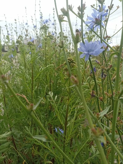 The image depicts a close-up, low-angle view of a field of wild chicory (Cichorium intybus) in bloom. The flowers are predominantly a bright, light blue, with some stalks featuring buds or dried seed heads. The plants are characterized by their tall, slender green stems and feathery, lobed leaves. The foreground is dominated by the thick, upright stems of the chicory plants, creating a sense of depth and immersion in the vegetation. In the background, out-of-focus elements suggest a fence or wire, possibly power lines, and a hint of structures that could be buildings or sheds, implying an urban or semi-urban fringe environment. The sky is overcast with a light gray hue. The overall impression is one of a natural, untamed area within a populated setting. The location is identified as Shakhunya, Russia. There are no people or animals visible in the image. The scene is static, showing a natural landscape.