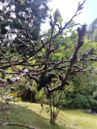 The image displays a close-up, shallow depth of field shot of tree branches in a natural outdoor setting, likely in Ban Pong, Thailand. The primary subjects are the dark, gnarled branches of a deciduous or semi-deciduous tree in the foreground. Many of the branches are covered with small, brown buds, some of which are just beginning to open, revealing tiny, light green leaves. A notable detail is a prominent cluster of vivid green moss growing on a central branch, alongside patches of lighter-colored lichen on other sections of the bark.

The scene is bathed in natural daylight, with bright sunlight filtering from above, creating a slightly hazy effect and highlighting the delicate new growth. The background is softly blurred, showing a verdant landscape of dense green foliage, more trees, and a grassy slope, suggesting a lush garden or natural area. No human activity or visible text is present, placing the focus entirely on the intricate details of the tree branches and the quiet process of new growth. The presence of numerous buds indicates a period of seasonal transition or ongoing development typical of plant life.