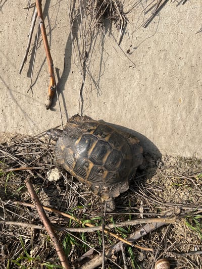 The image depicts a tortoise situated at the edge of a concrete surface, transitioning to a natural area composed of dry twigs, branches, and sparse green vegetation. The tortoise's shell exhibits a dark brown and tan geometric pattern. A small brown twig lies on the concrete near the tortoise. In the natural area, a snail shell is visible. The location is Muselievo, Bulgaria.