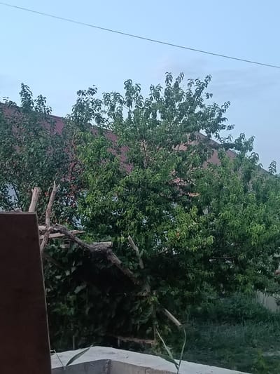 A tree with green leaves and some red fruit stands in front of a building with a red roof. A power line stretches across the light blue sky. In the foreground, there is a wooden structure made of branches, some of which are broken. The background is filled with more greenery. The image appears to have been taken outdoors in the city of Altinkul, Uzbekistan.