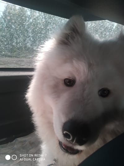 A white Samoyed dog is indoors, likely in a car, visible through a grimy window. The dog is the primary subject, with its face close to the camera. The background is blurry but appears to be a rural or wooded area. The lower left corner of the image contains camera branding text. The location, Krilovo, Russia, is specified.